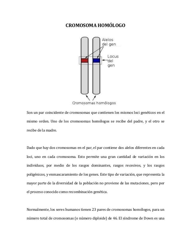 autosomas